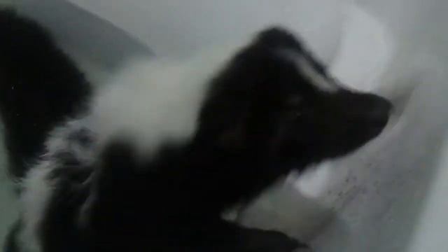 My pet skunk getting a bath смотреть онлайн