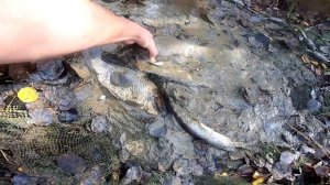 ЛОВИМ РЫБУ НЕВОДОМ С Vitalik Ignatyuk! Такого улова я не ожидал!!