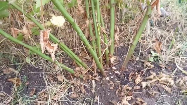 Ежевика.Обрезка и подготовка к укрытию. смотреть онлайн