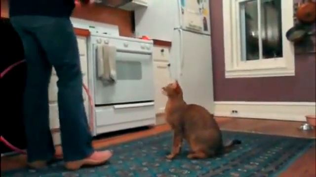 Чаузи F1 выполняет трюки