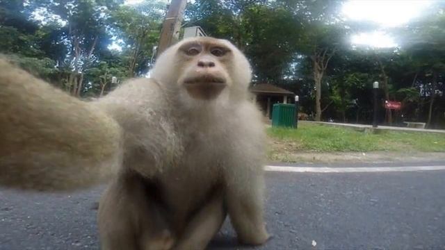 Обезьяна делает селфи смотреть онлайн