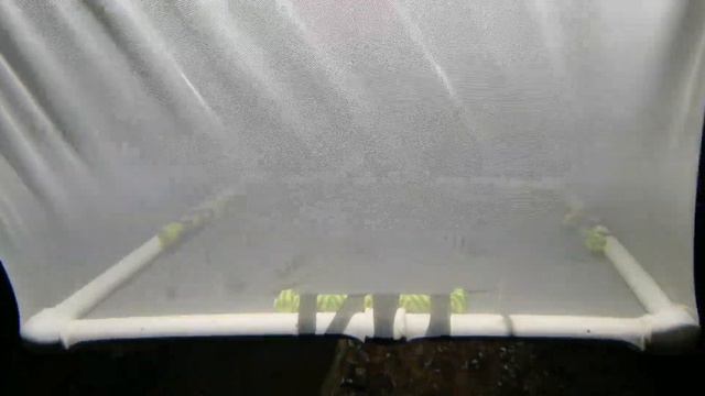 Приехали мальки фронтозы мпимбве mpimbwe смотреть онлайн