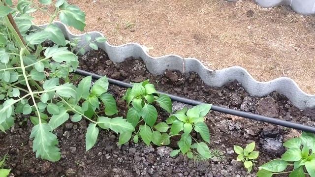 теплица от 26 мая, растет помидоры, баклажаны, перцы и огурцы смотреть онлайн