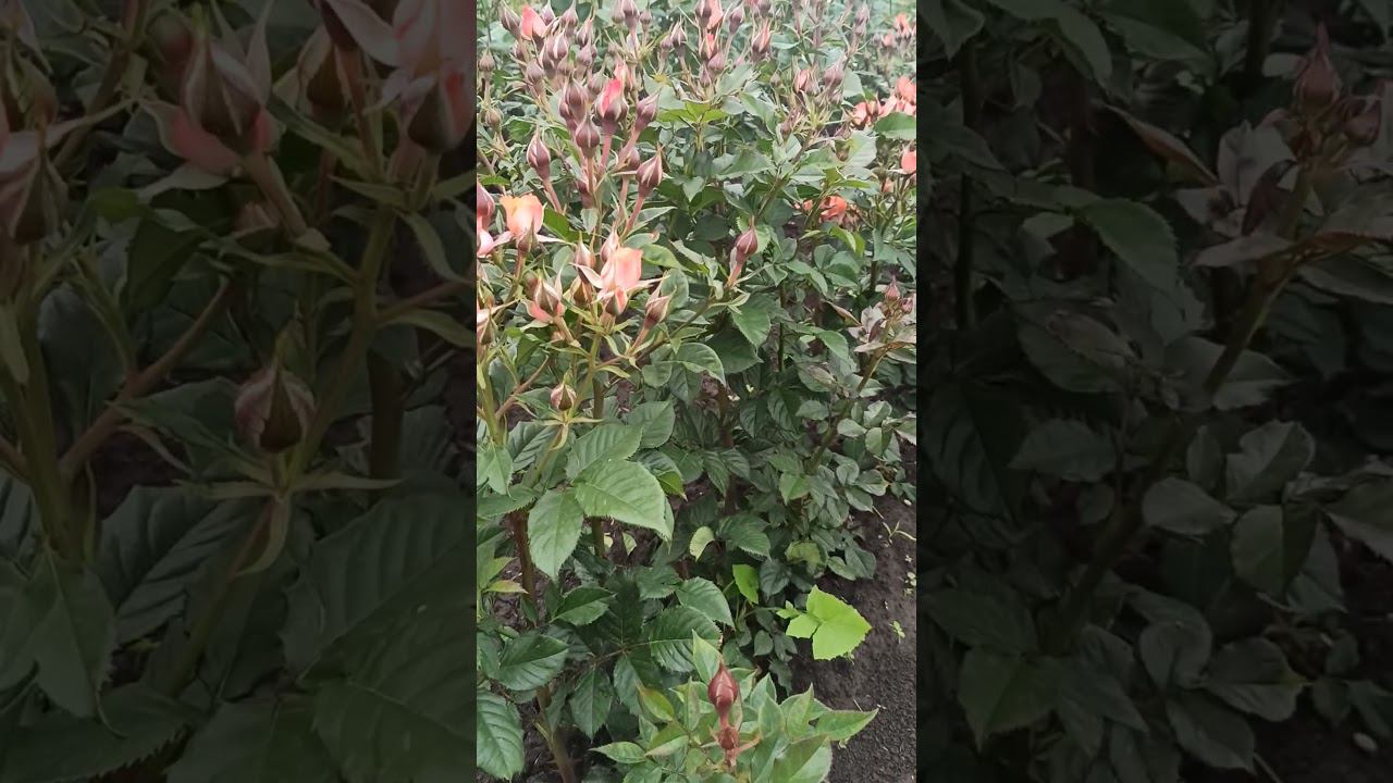 Аллергия. https://rose-bushes.ru/ смотреть онлайн