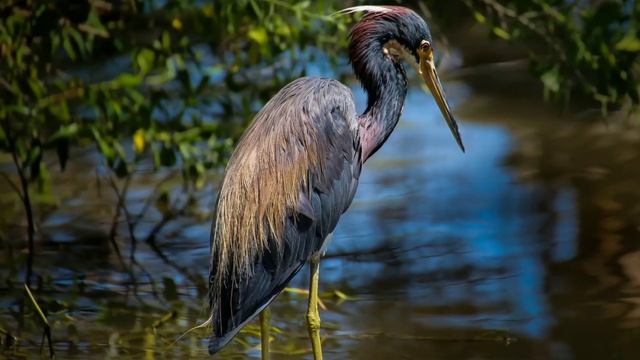 Цапля *** Пение птиц