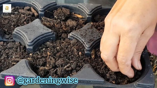 Collecting Rudbeckia seeds ~How to save and sow Rudbeckia seeds in Autumn~Harvesting Rudbeckia seed смотреть онлайн