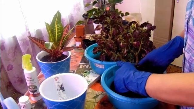 Колеус - пересадка. смотреть онлайн