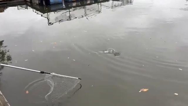 Поимка на Основном смотреть онлайн