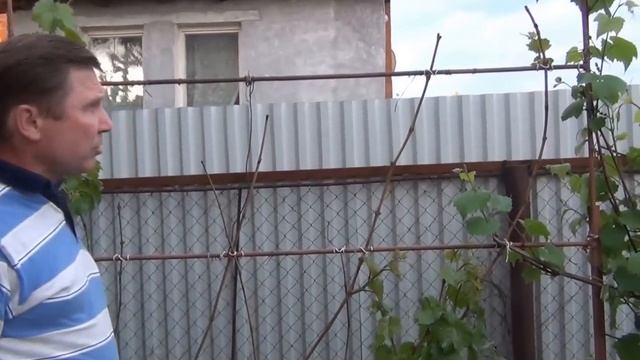ВИНОГРАД (черенкование, обрезка, подкормка и т.д.) смотреть онлайн