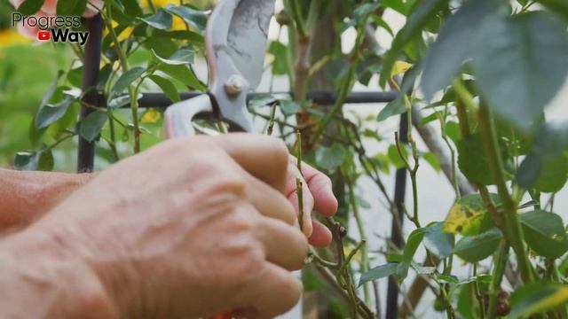 Размножьте Розы В Ноябре Декабре Черенками Этим Способом Для Отменного Цветения Весной! смотреть онлайн