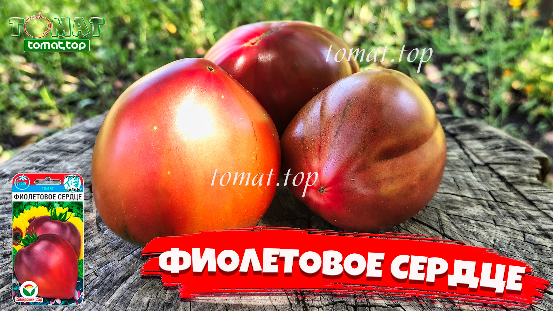 Обзор томата Фиолетовое сердце от Сибирского сада. Описание,отзывы,характеристики сорта смотреть онлайн