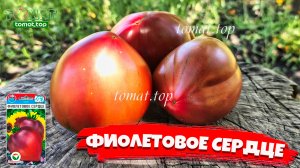 Обзор томата Фиолетовое сердце от Сибирского сада. Описание,отзывы,характеристики сорта