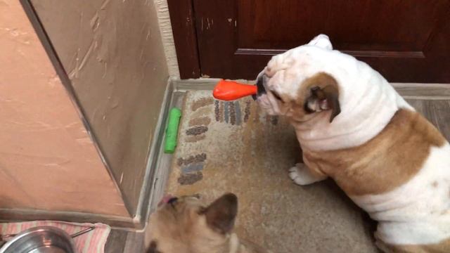 Как французский бульдог всех достаёт смотреть онлайн