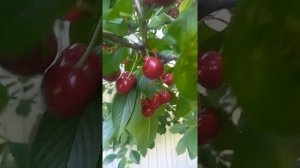 Черешня сорт Юлия / Sweet Cherry Yulia