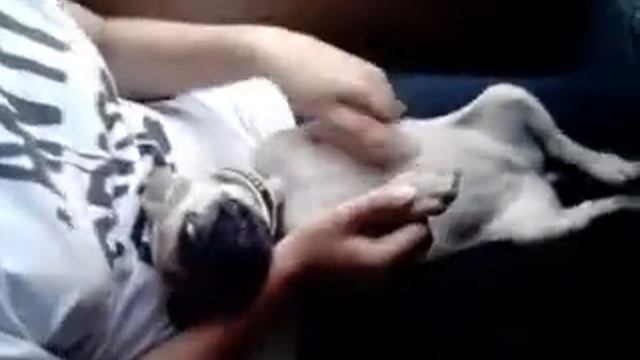 Мопс устал смотреть онлайн