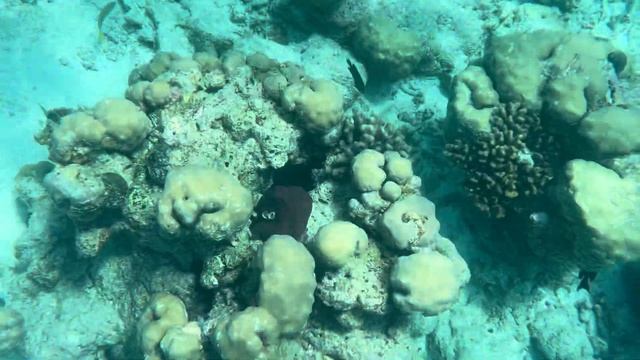 Мальдивы 2023: локальный остров Дангети и резорт Villamendhoo смотреть онлайн