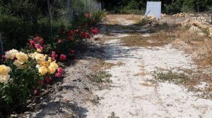 Плетистая роза Мишка , Питомник Роз Полины Козловой - rozarium.biz