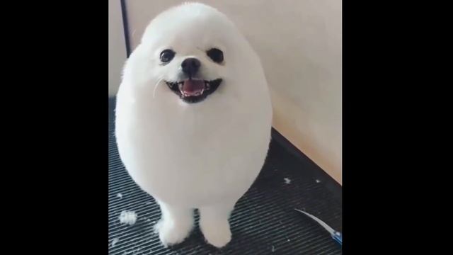 Eggdog