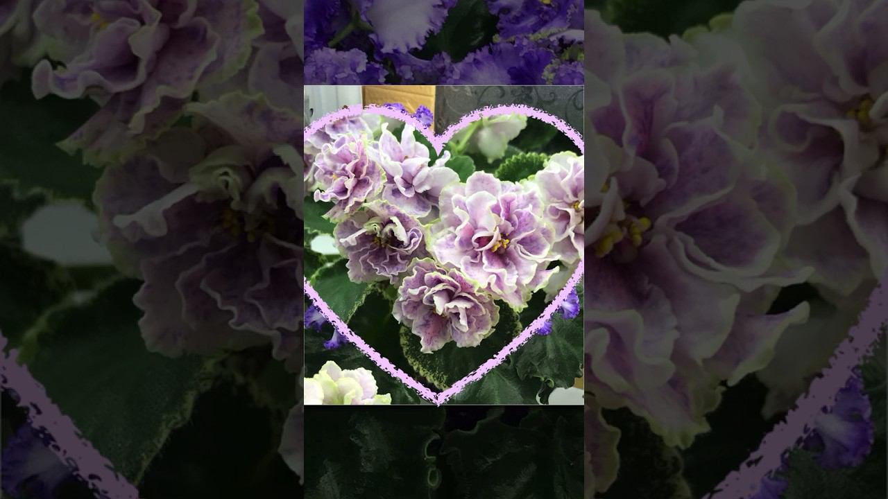 Цветы для настроения