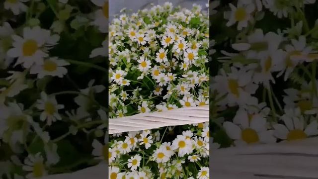 Корзина полевых Ромашек? Узнать стоимость и оформить заказ можно на нашем сайте www.cvetivradost.ru смотреть онлайн