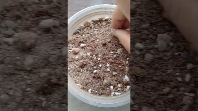 Propagating Adenium from Seeds ☘️ смотреть онлайн