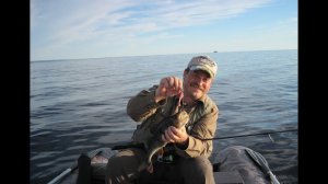 Юбилейная серия Taifun 20 Years 2.4м 2-14 грамм -окунь на кило!