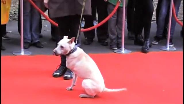 Выставка дворняг "Верность" смотреть онлайн