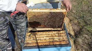 Как перезимовали пчёлы в ульях ППС и ППУ с сетчатом дном. Пчеловодство!