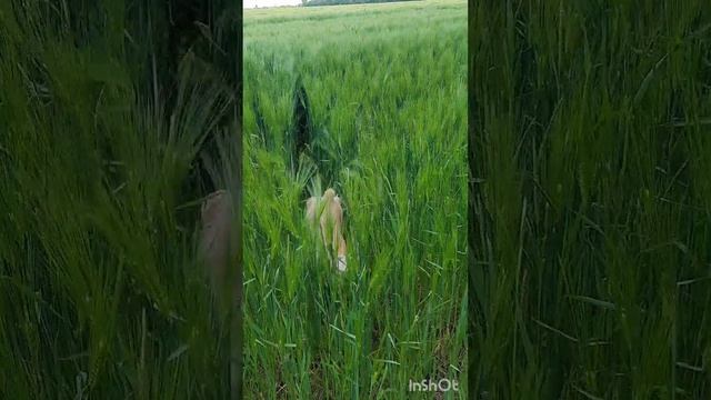 Гуляем... #shots смотреть онлайн