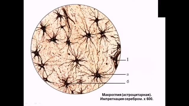 Нервная ткань (Кафедра гистологии)