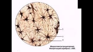 Нервная ткань (Кафедра гистологии)