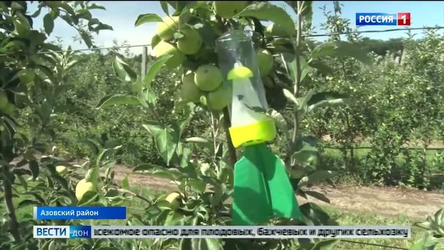 В донских плодовых садах развешаны феромонные ловушки смотреть онлайн