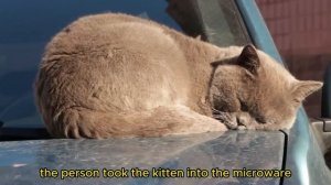 Cat In Blender Full Video | Cat Video | Twitter Cat In Blender | Cat In A Blinder Story