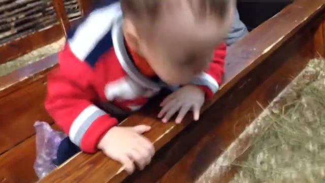 Контактный зоопарк. Кролики смотреть онлайн