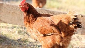 Разведение Кросс кур Родонит как бизнес идея | Куры Кросс Родонит