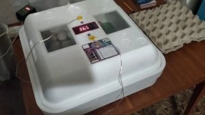 Охлаждение яиц во время инкубации