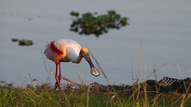 Nikon 100-400mm Z Lens VS Nikon 500mm PF on the Z9 - Which Lens Is Best for Bird Photography PART 2 смотреть онлайн