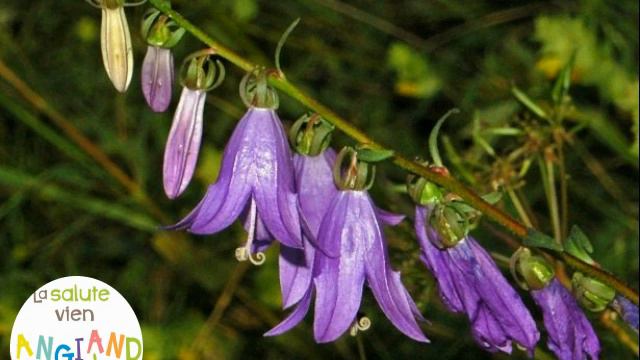 Campanula
