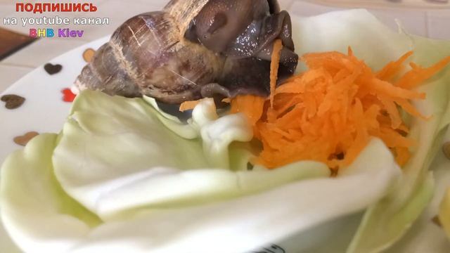 ? Чем кормить улиток Ахатин? Реакция на разные продукты. Улитка Ахатина ест Ускоренная съемка смотреть онлайн