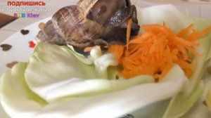 ? Чем кормить улиток Ахатин? Реакция на разные продукты. Улитка Ахатина ест Ускоренная съемка