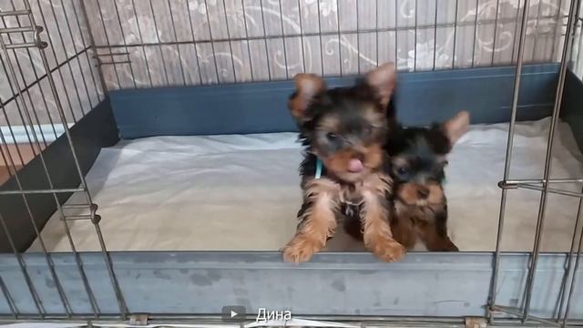 ТОП 5 САМЫХ Маленьких пород собак! смотреть онлайн