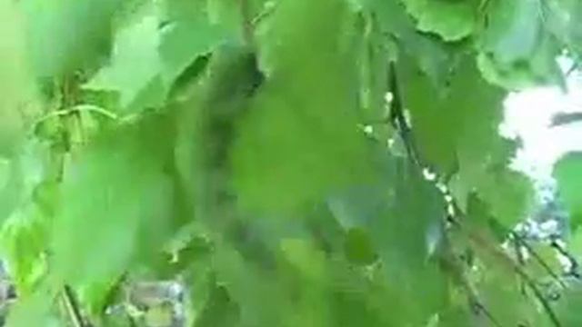 гусеничный брейк-данс смотреть онлайн