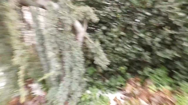 On The Street - Evergreen Hunting смотреть онлайн