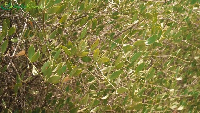 Rajasthan में Gold की खेती || इज़राइल की खेती भारत मे || Jojoba Farming in India || Hello Kisaan смотреть онлайн