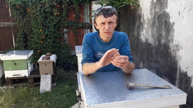 Уникальный способ подсадки маток // Пчеловодство Аргентины смотреть онлайн