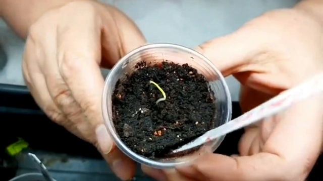 ПОЯВИЛИСЬ ПЕРВЫЕ ВСХОДЫ ПЕРЦЕВ🌱 ЧТО СРАЗУ НЕОБХОДИМО СДЕЛАТЬ📍 смотреть онлайн