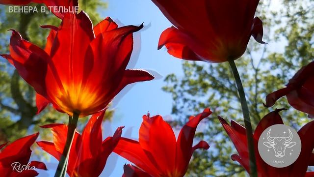 Венера в Тельце ♉ в натальной карте /Этот знак способен создать истинный уют и комфорт в отношениях смотреть онлайн