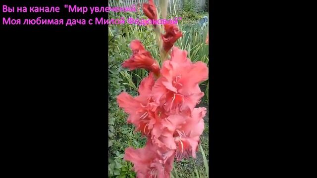 Сорта российских гладиолусов на моей даче 2019 г. Высылаю излишки. Гладиолусы почтой. смотреть онлайн