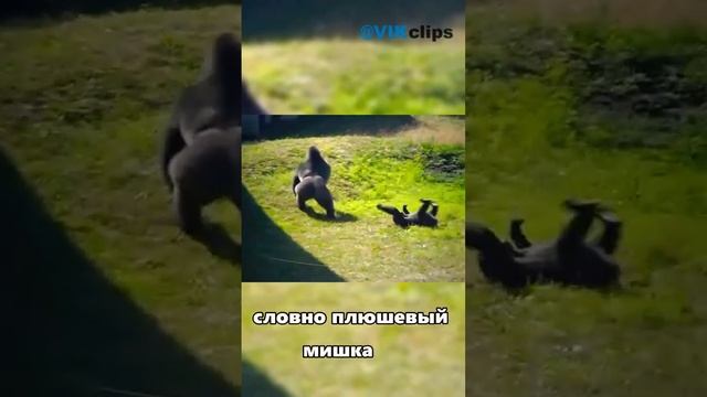 Насколько гориллы сильные... смотреть онлайн