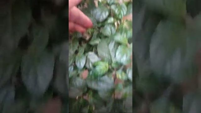 Острый перец Джолокия Зелёно-пурпурный. "Такого никогда не было, и вот опять" Черномырдин В.С. смотреть онлайн